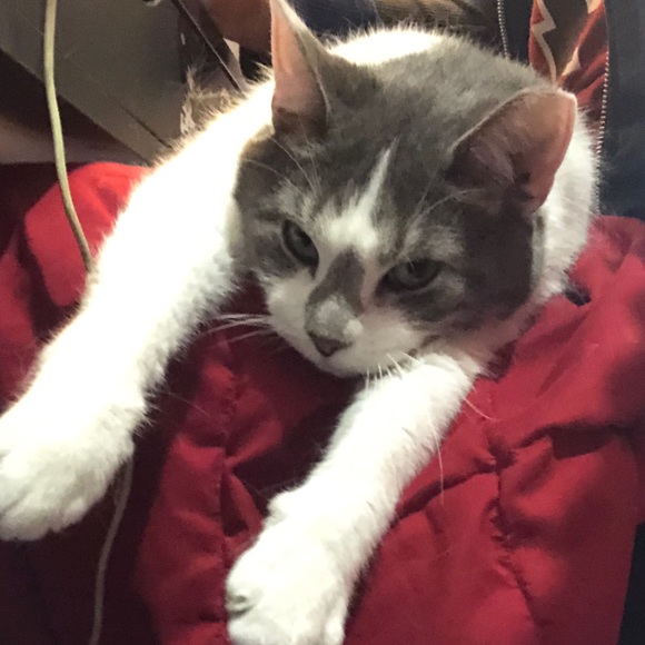 Meet your Posher, Ariel - Picture 1 of 1